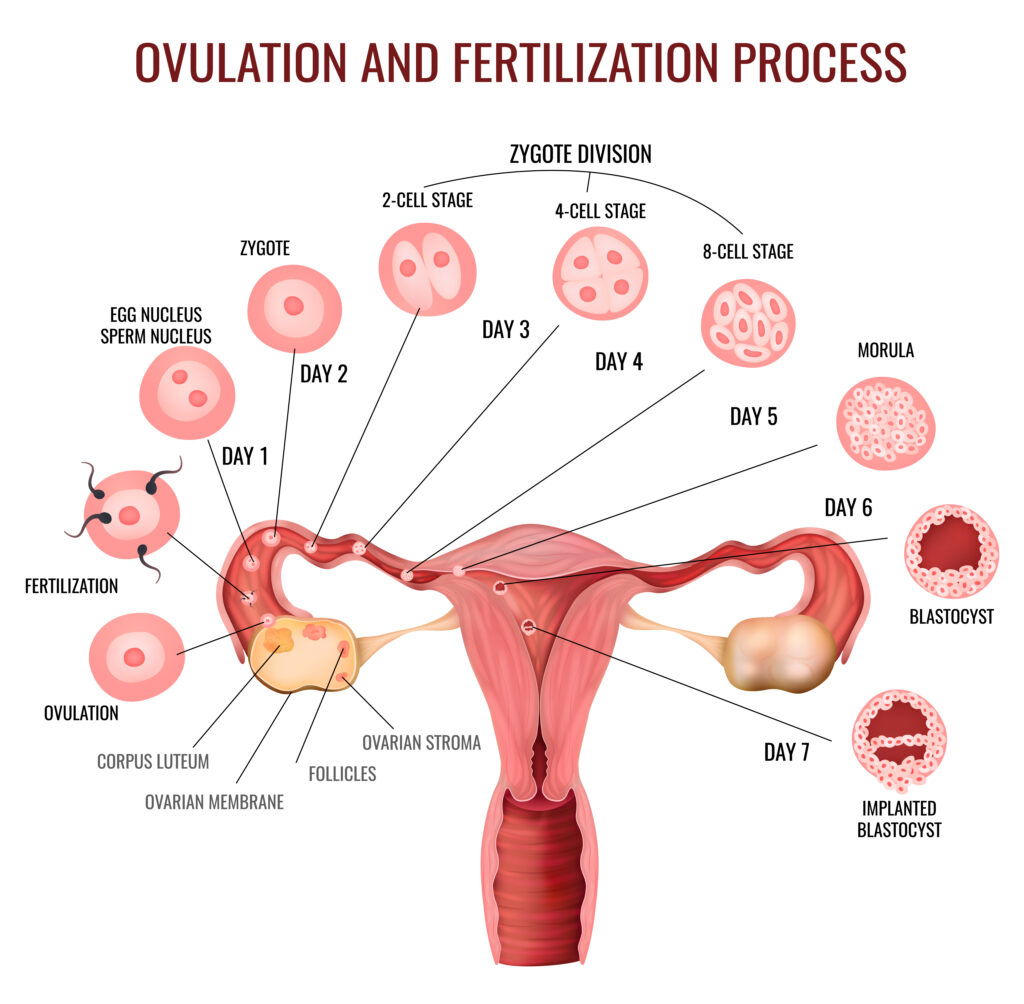 female reproductive system illustration